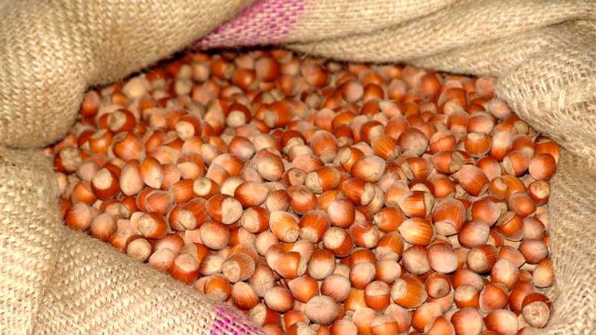 15 Bin TL Değerinde Fındığı Bir Gecede Çaldılar