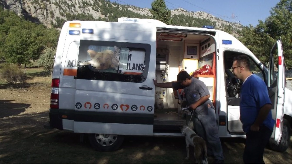 Akseki\'de Ölüme Terk Edilen Köpeklere Büyükşehir Sahip Çıktı