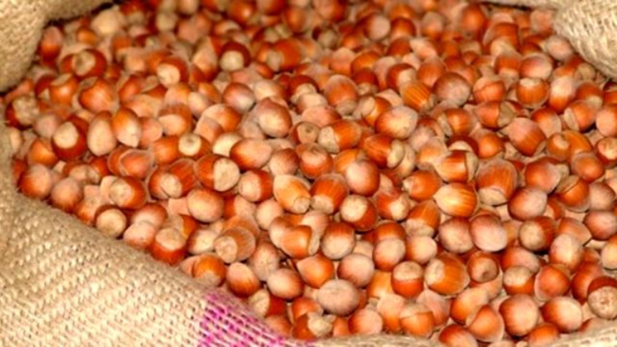 Alaplı\'da Fındık Hırsızlığı İddiası