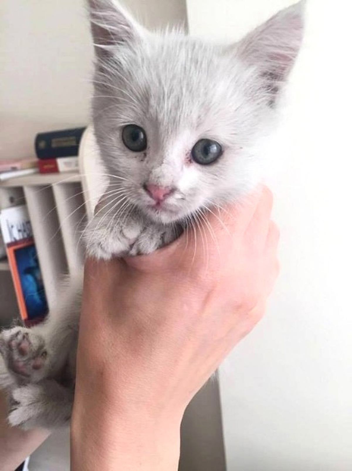 Arabanın Motoruna Sıkışan Kedi Yavrusunu İtfaiye Kurtardı