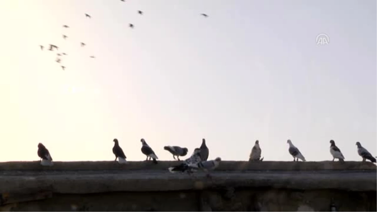 Cerablus\'un Güvercinleri Yeniden Özgürlüğe Kanat Çırpıyor
