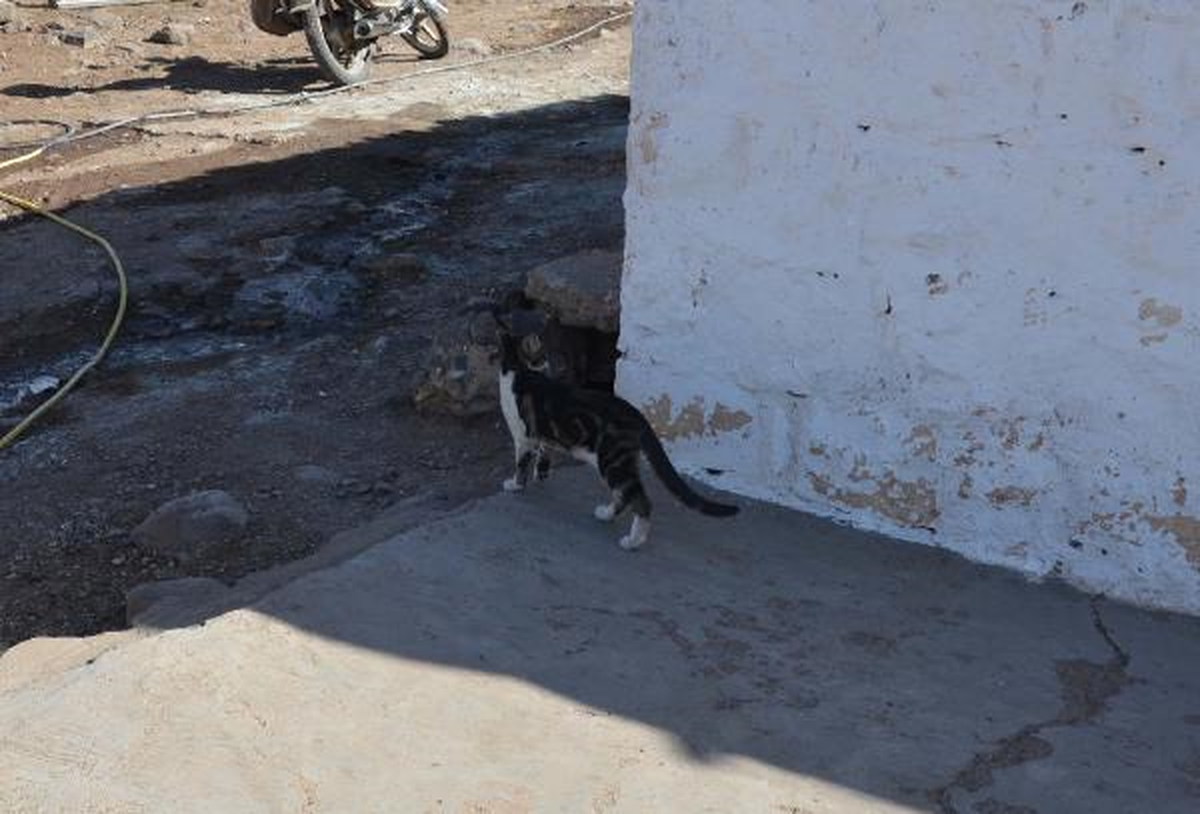 Köpekten Korkup Çıktığı Direkte Mahsur Kalan Kediyi İtfaiye Kurtardı