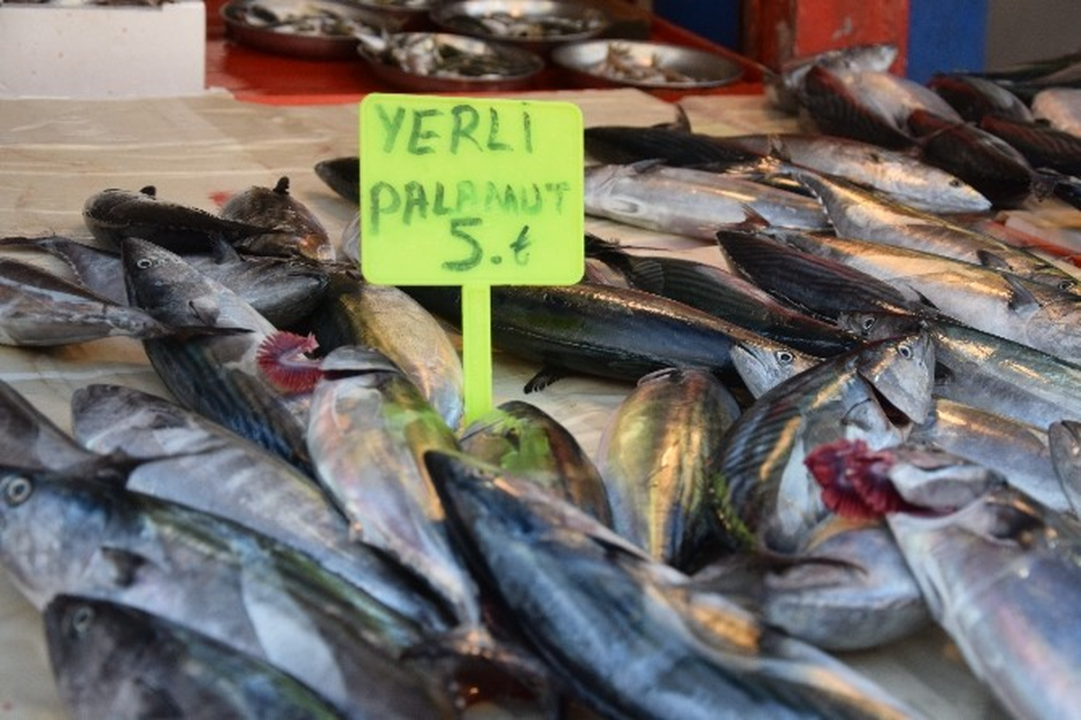Palamut Bolluğu Hem Balıkçıların Hem de Vatandaşların Yüzünü Güldürdü