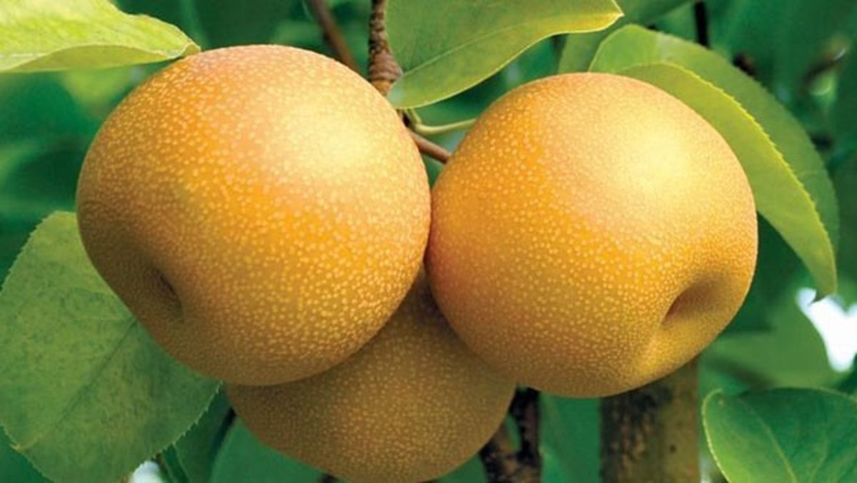 Bilecik'te Armudun Alternatifi Yetiştiriliyor