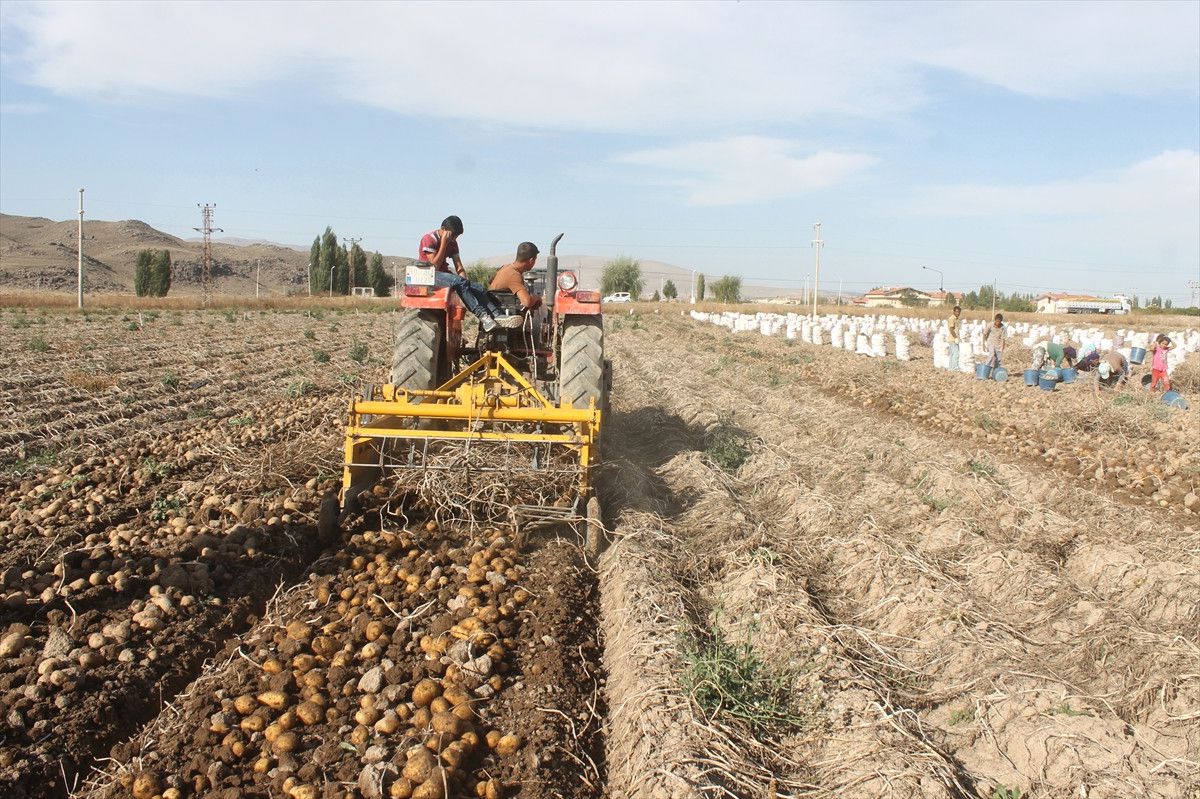 Derinkuyu\'da Patates Hasadına Başlandı