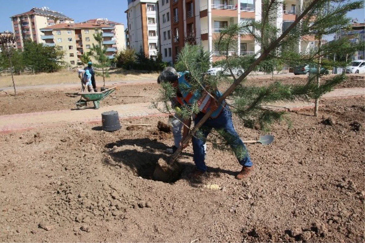 Elazığ\'da Belediye Tarafından Yetiştirilen Ağaçlar Dikildi