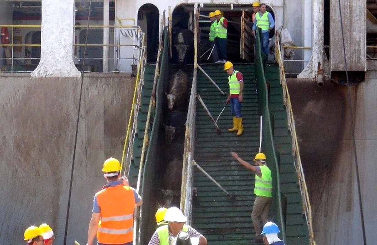 İthal Edilen 20 Bin Besilik Sığır Mersin'de