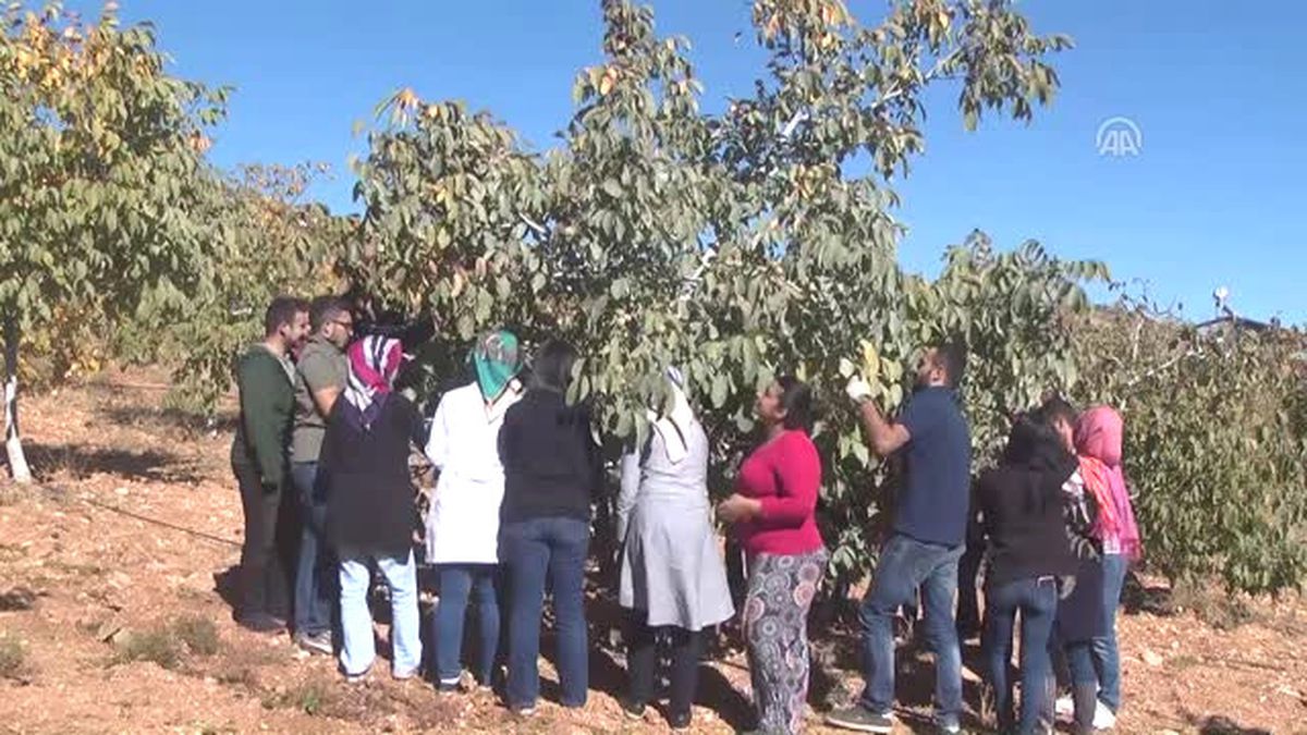 Kahramanmaraş\'ta Ceviz Hasadına Başlandı