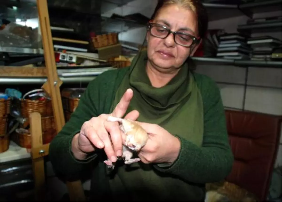 Kastamonu\'da 3 Gözlü, 2 Burunlu Yavru Kedi Görenleri Şaşkına Çevirdi