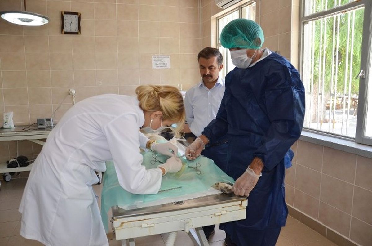 Sokak Hayvanlarına Yönelik Çalışmalar Devam Ediyor