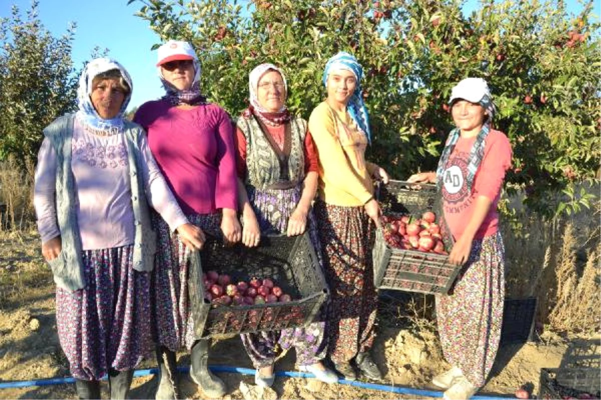 Elma Üreticisinin Düşük Fiyat Şikayeti