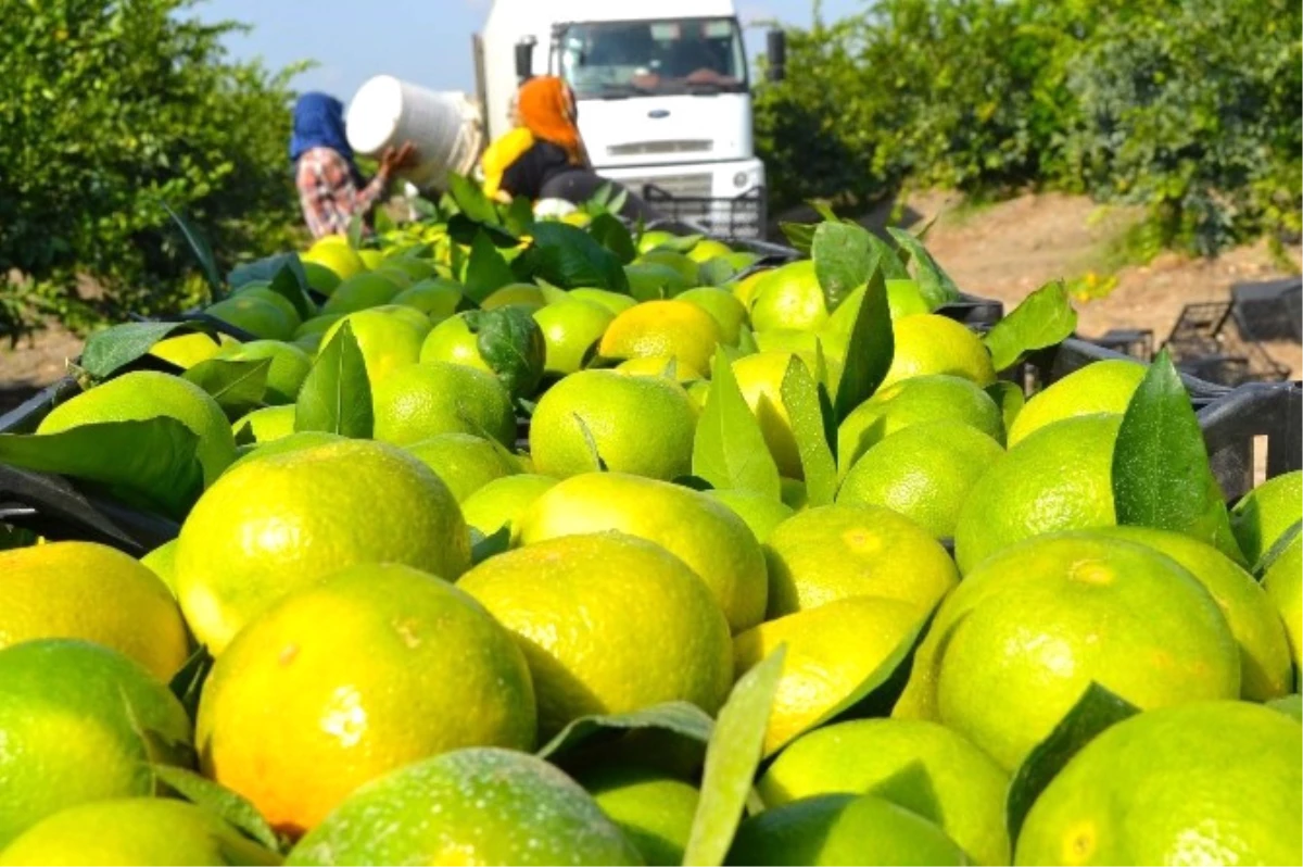 Narenciye Üreticisinin Gözü Putin\'in Ziyaretinde