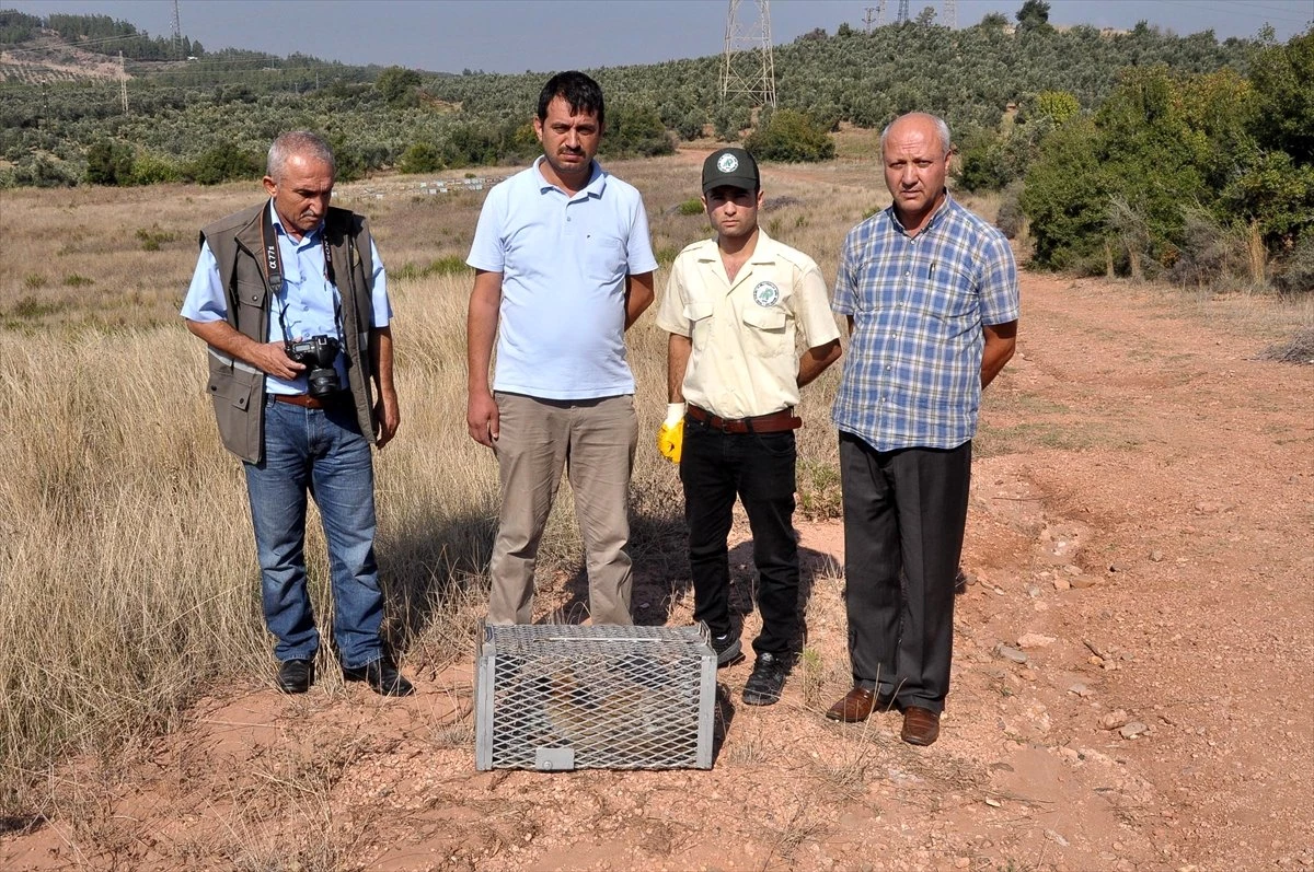 Tedavi Edilen Yavru Tilki Doğaya Salındı