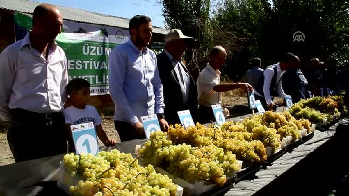 Üzüm Festivali