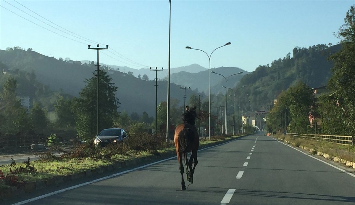 Yola Çıkan Sahipsiz At Sürücülere Zor Anlar Yaşattı