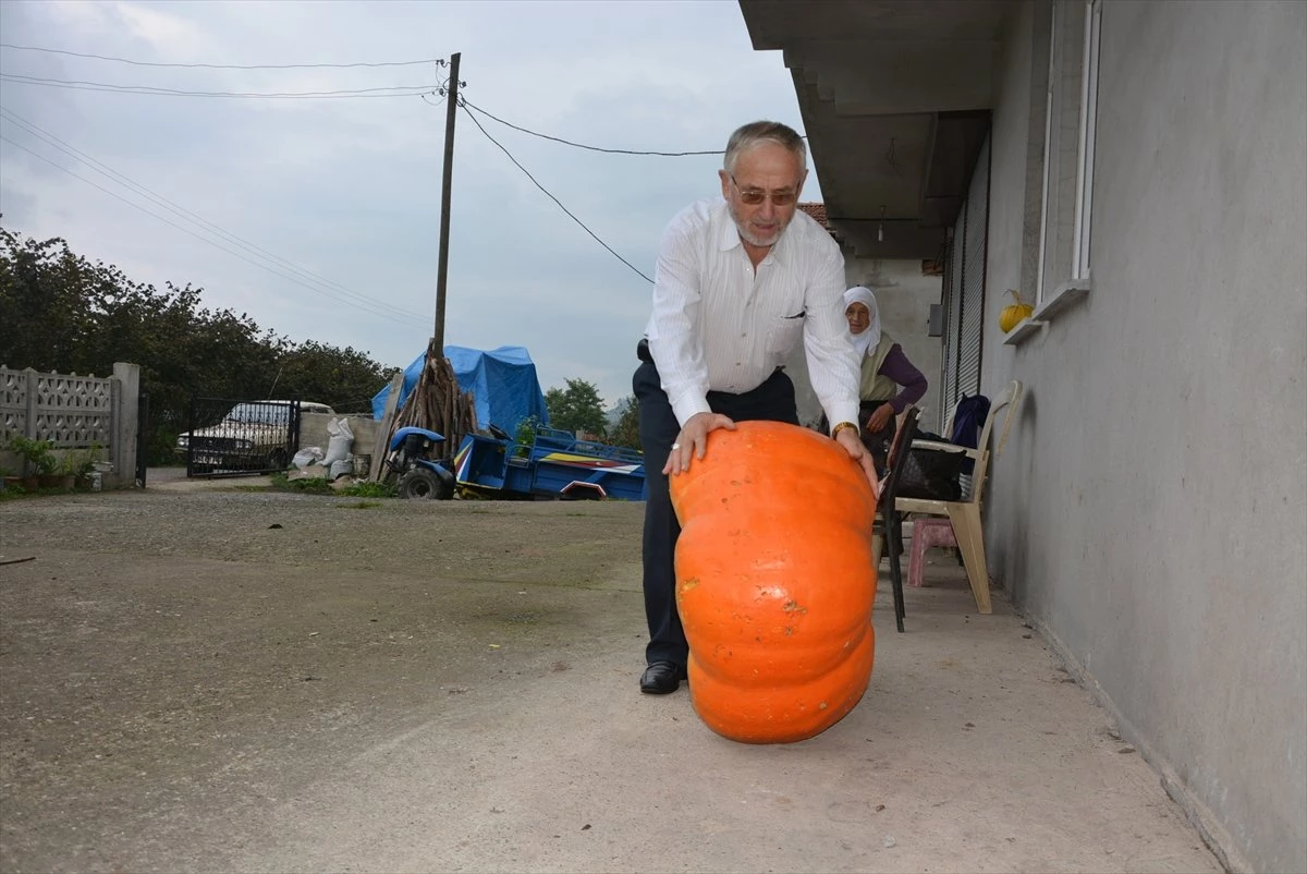 90 Kilogramlık Bal Kabağı Yetiştirdi