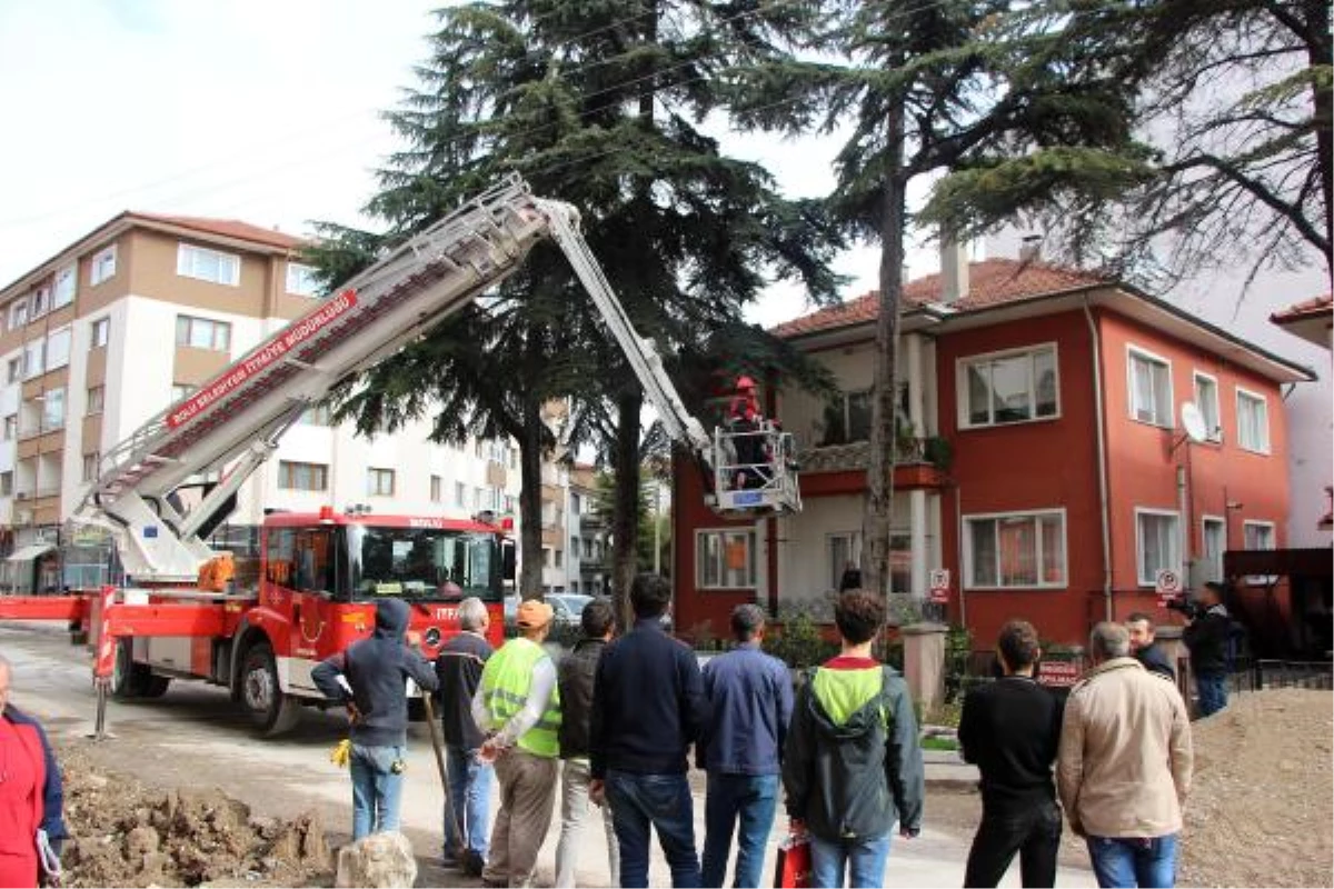 Ağaçta Mahsur Kalan Kediyi İtfaiye Kurtardı