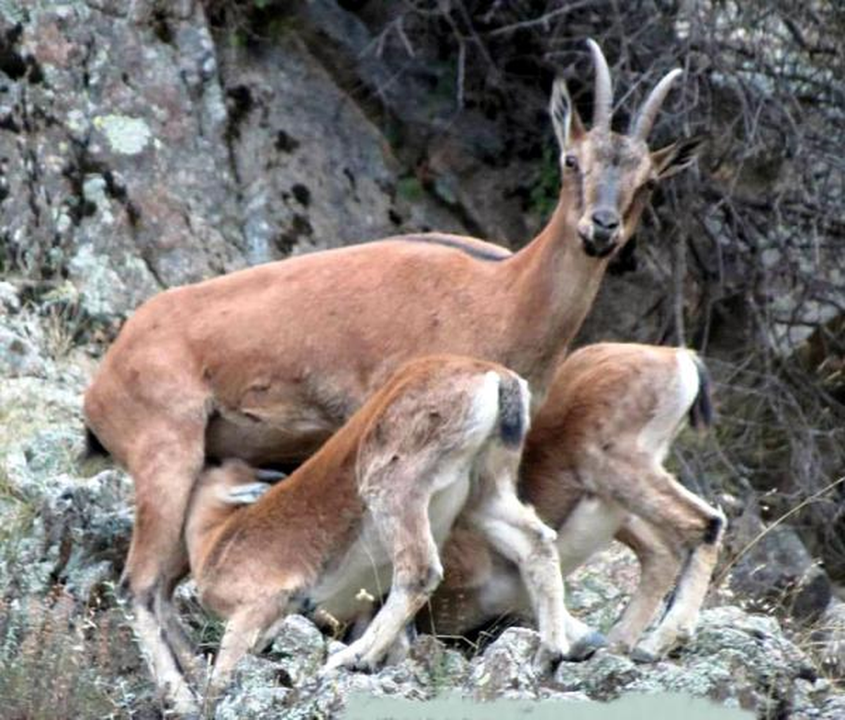 Dağ Keçisi Ailesinin Fotoğrafını Çekti