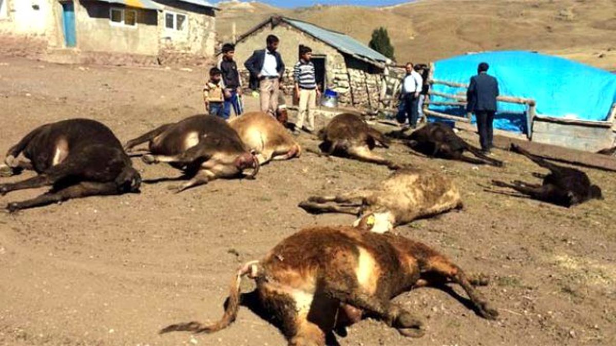 Erzurum'da Ahırda Yangın Çıktı! 9 İnekten 8'i Telef Oldu