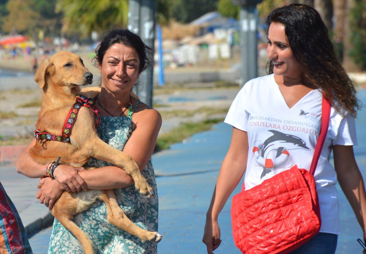 Hakkari'de Bacakları Kırılan Köpek, İsviçre'de Yuva Buldu