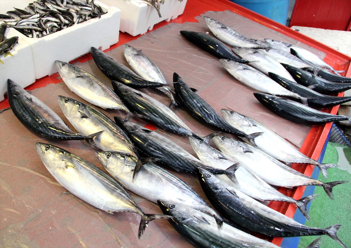 Palamut Bolluğu Sona Erebilir