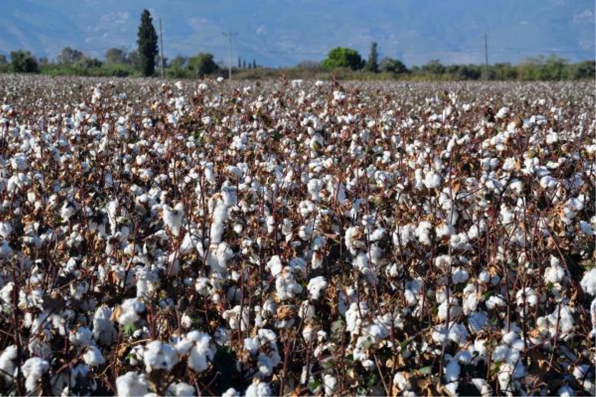 Pamukta Verim ve Kalite İyi Fiyat Düşük