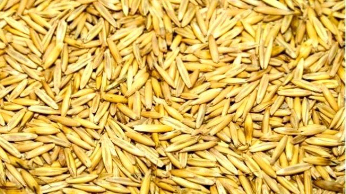 Tekirdağ\'da Islah Edildi Dev Firmanın Gözdesi Oldu