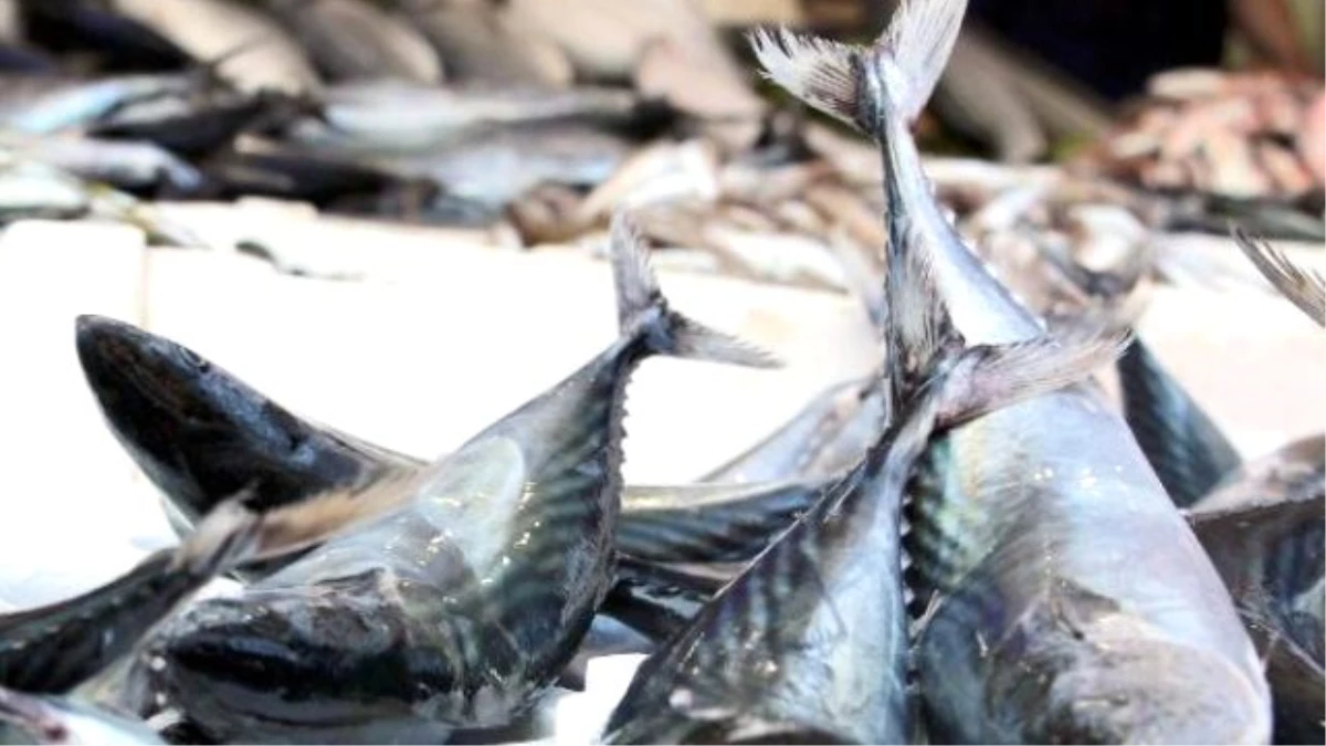 Palamuttaki Bollukta İklim Şartları ve Anaç Balıklar Etken"