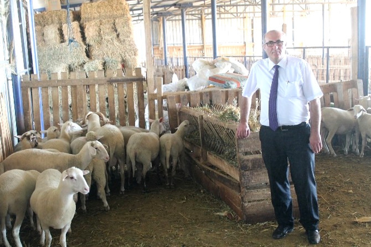 Bursa\'da Özel Bir Koyun Irkı Geliştiriliyor