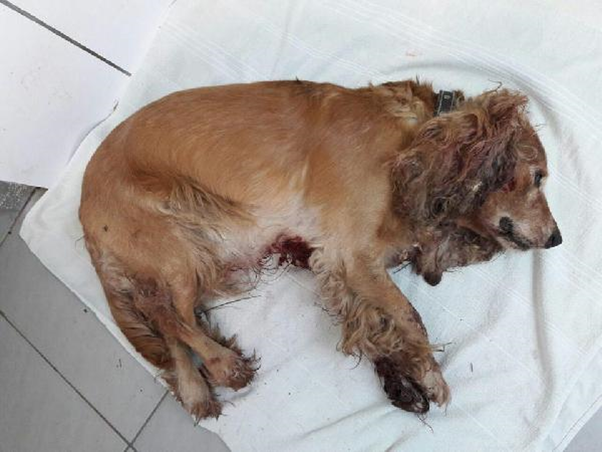 Sahipli Köpek Av Tüfeğiyle Yaralandı
