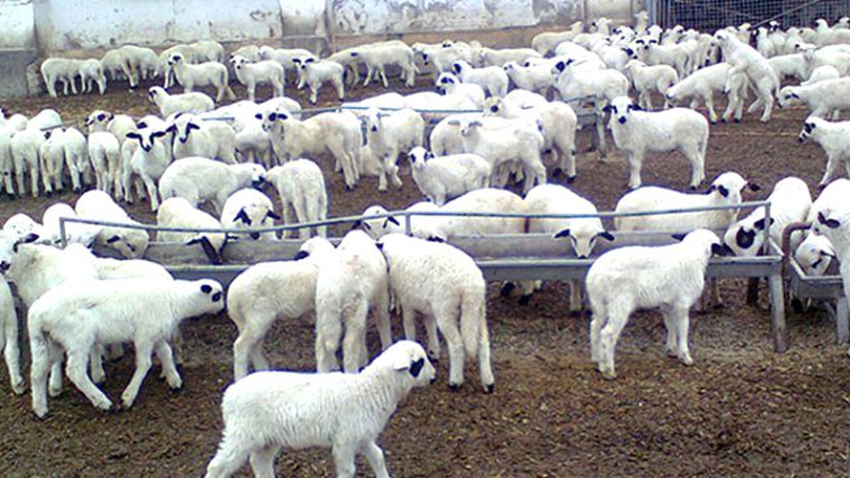 Tigem\'den "Merinos" Açıklaması Açıklaması