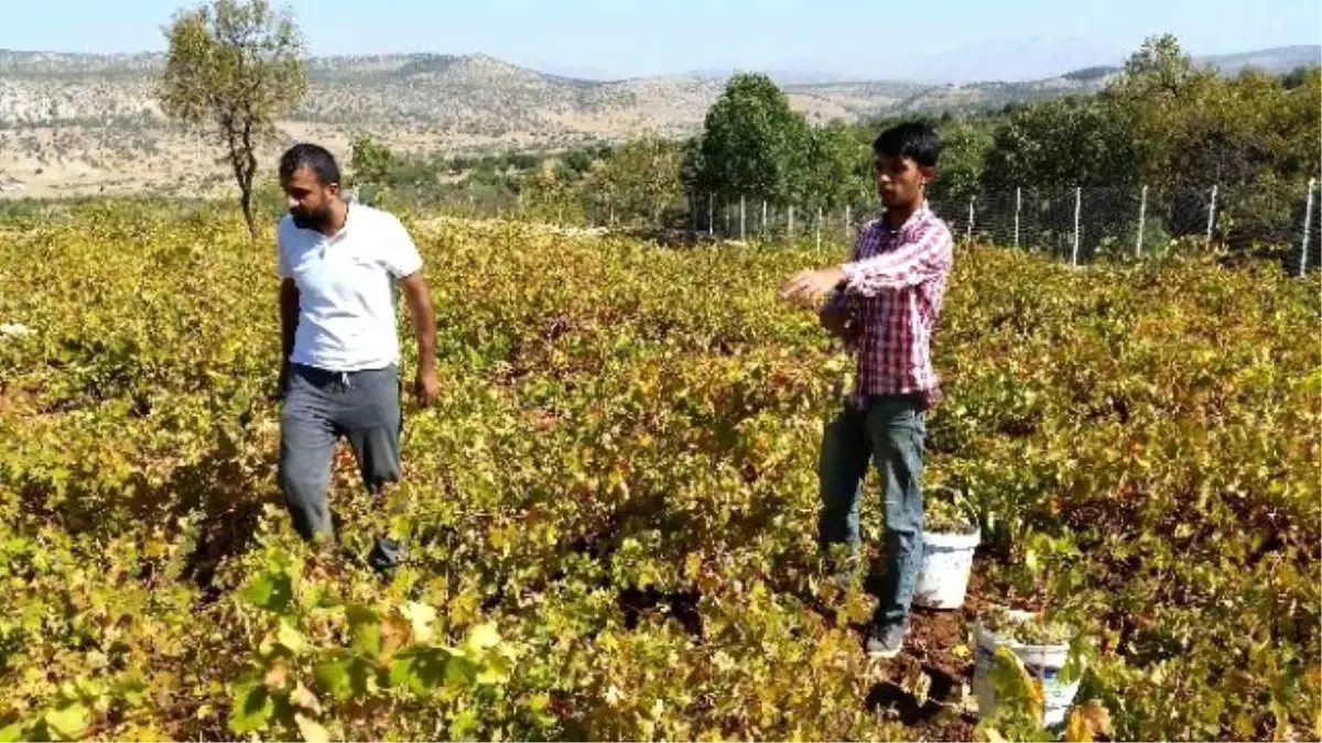 Kulp\'ta Bağ Bozumu Başladı