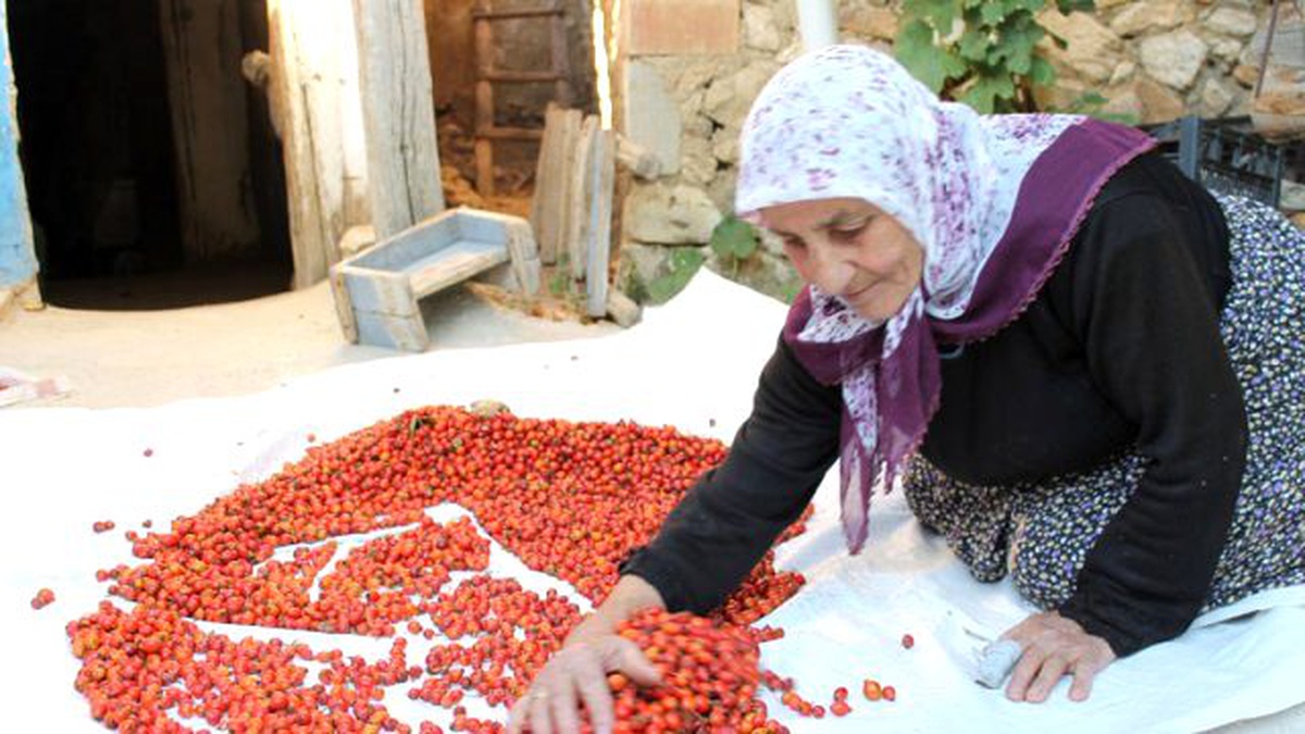 Kuşburnu, Geçim Kaynağı Oldu