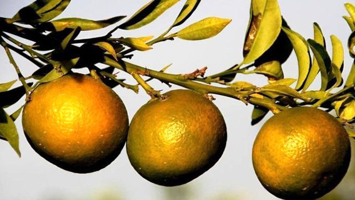 Rusya Türk Gıda Ürününe Yönelik Yasağı Resmen Kaldırdı