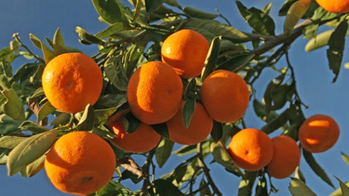 Rusya\'ya Yeniden Narenciye İhracatı Başlıyor