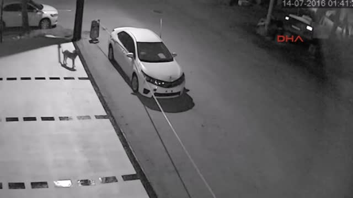 Sakarya Sokak Köpekleri Otomobili Parçaladı