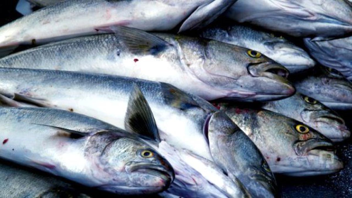 Tekirdağ\'da Balık Fiyatları
