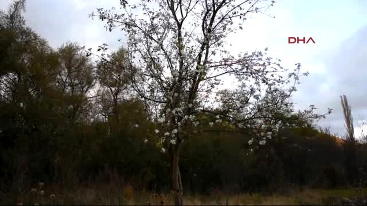 Ardahan - Posof\'ta Elma Ağacı Çiçek Açtı