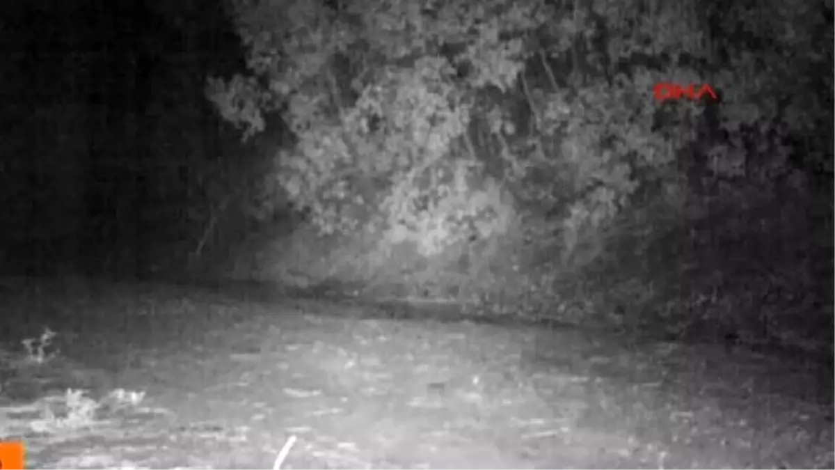 Burdur Yaban Hayatı Fotokapanla Görüntüleniyor