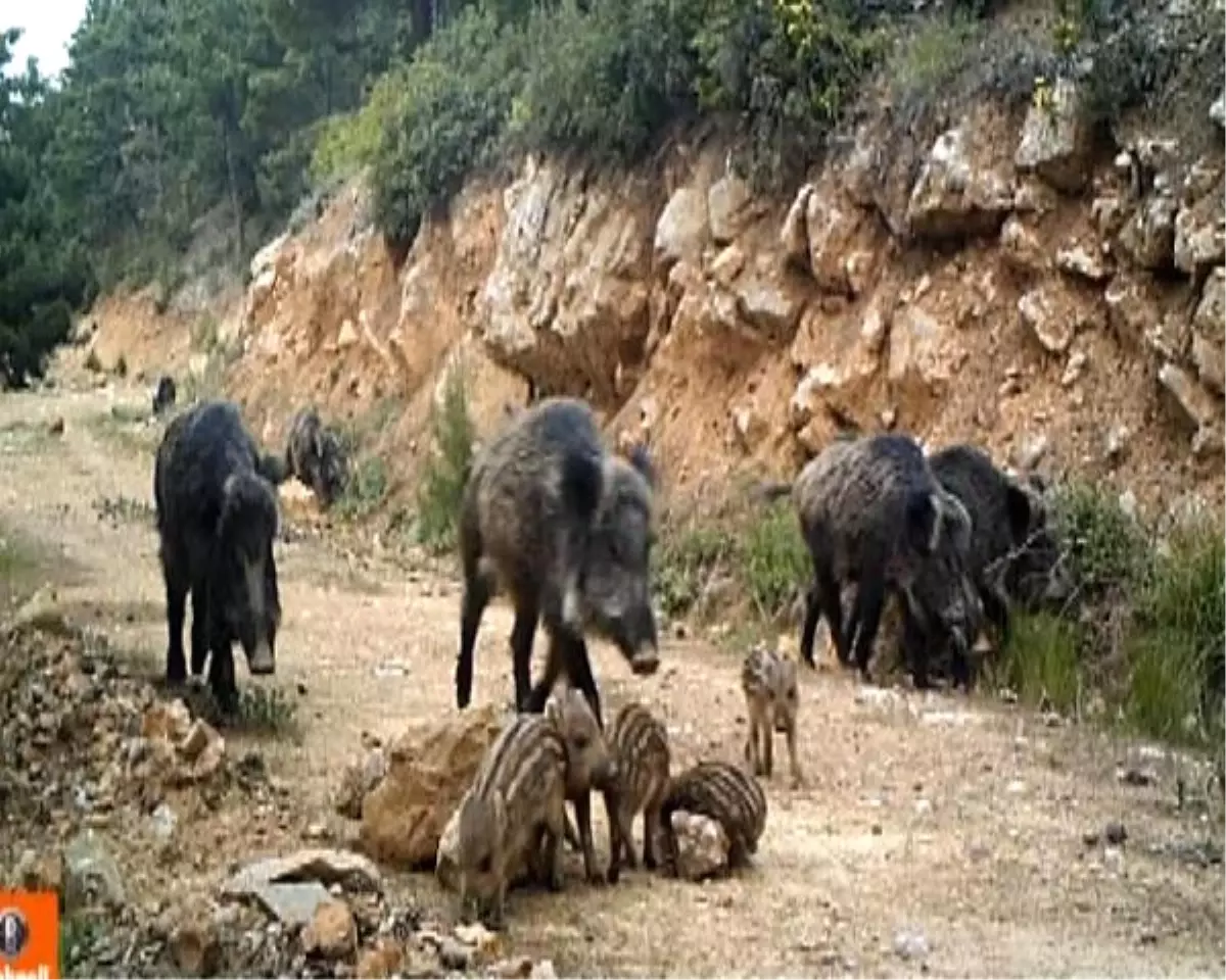 Burdur Yaban Hayatı Fotokapanla Görüntüleniyor