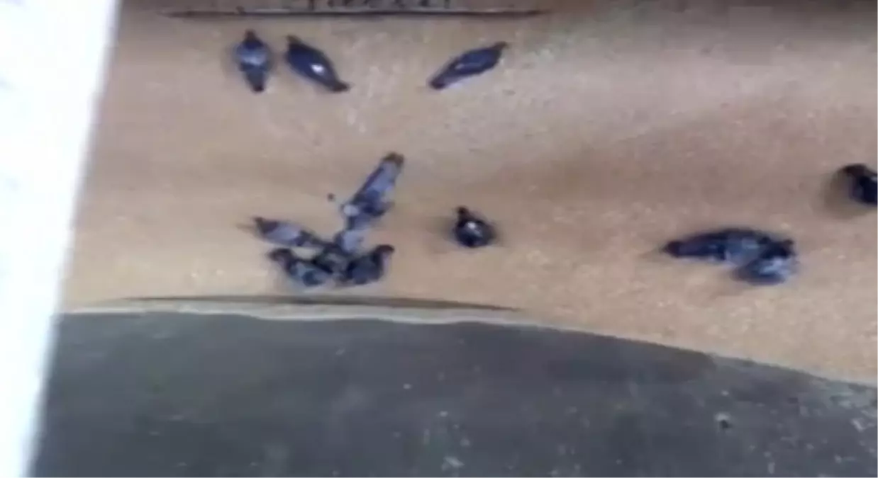 Zavallı Güvercinler Buğday Öğütücüsüne Düştü