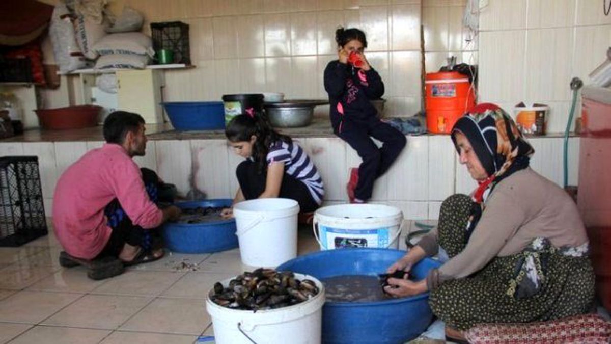 Midye Dolmadaki Sömürü Çarkı: Dolduran 5, Patron 130 Lira Kazanıyor!