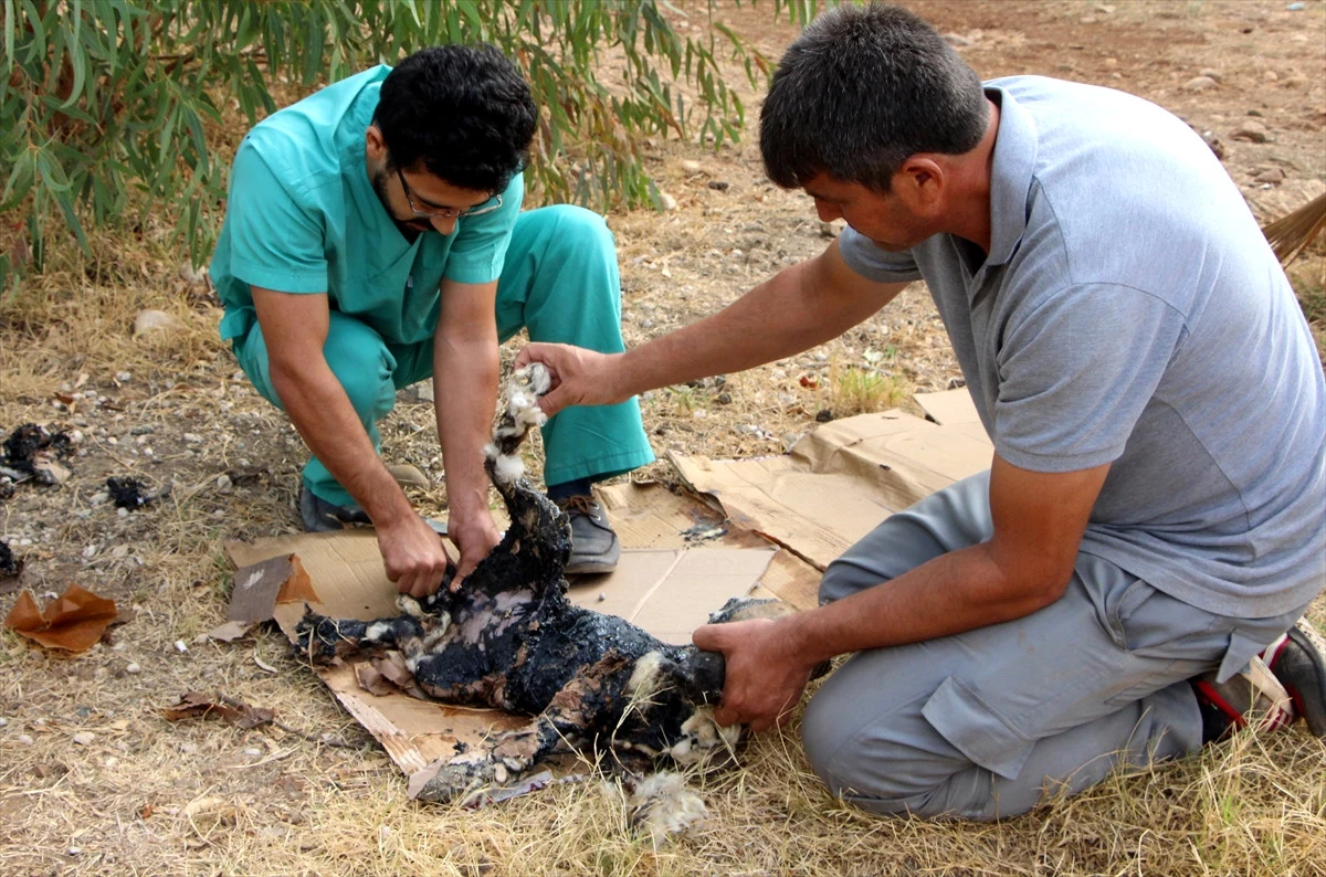 Muğla\'da Zifte Saplanan Köpek Yavrusu Kurtarıldı