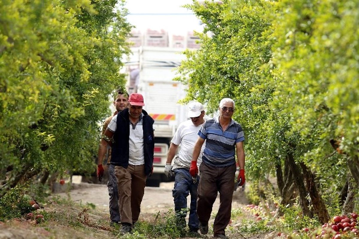 Nar Üreticisini Rus Pazarı da Sevindiremedi