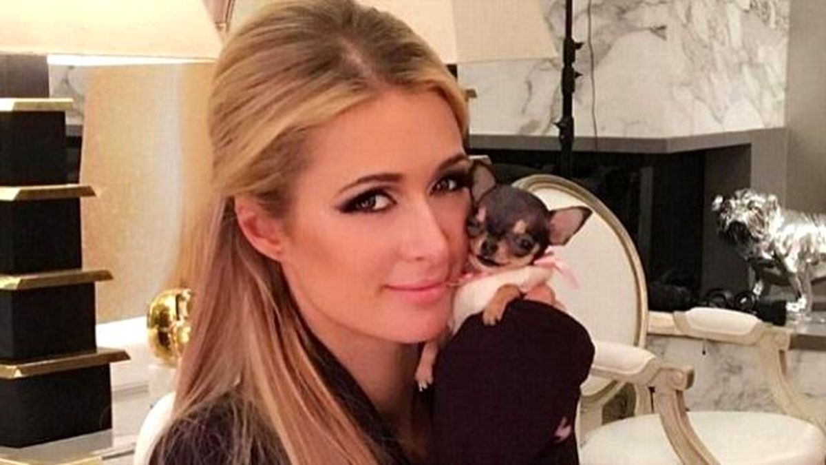 Paris Hilton Yeni Aldığı Köpek İçin 25 Bin TL Ödedi