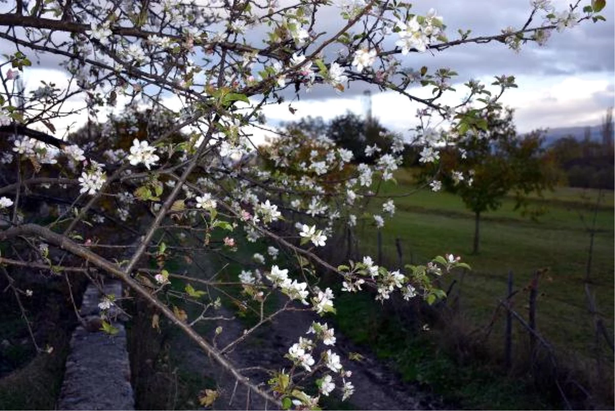 Posof\'ta Elma Ağacı Çiçek Açtı