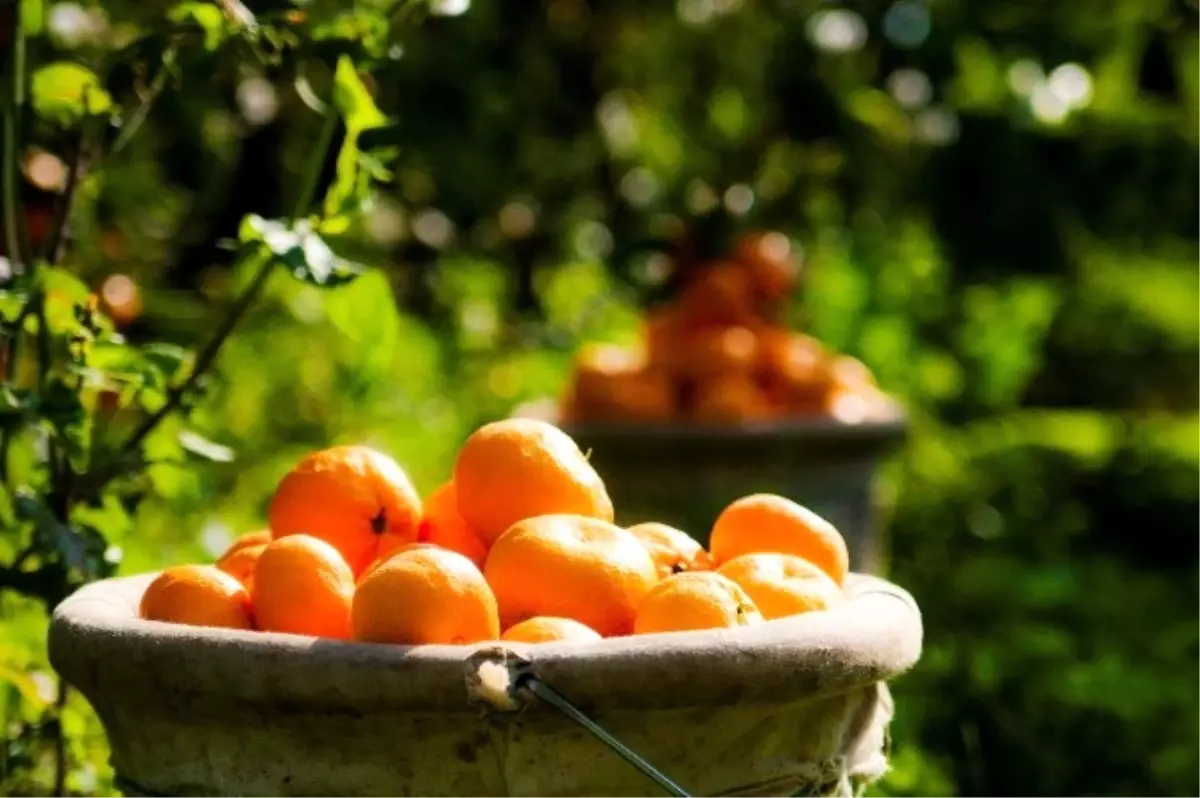 Satsuma Mandalina İhracatında Rusya Coşkusu Yaşanıyor