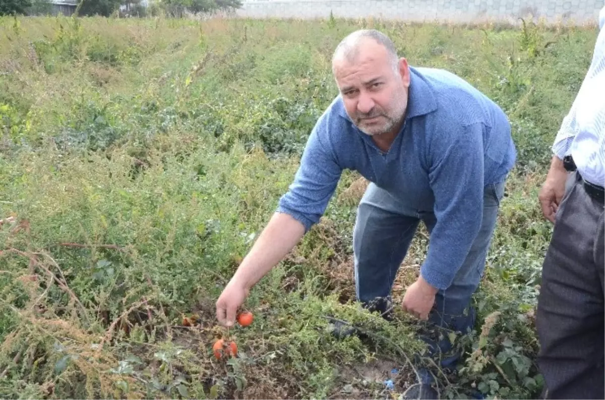 Sebzede Hasat Yılı Sonu