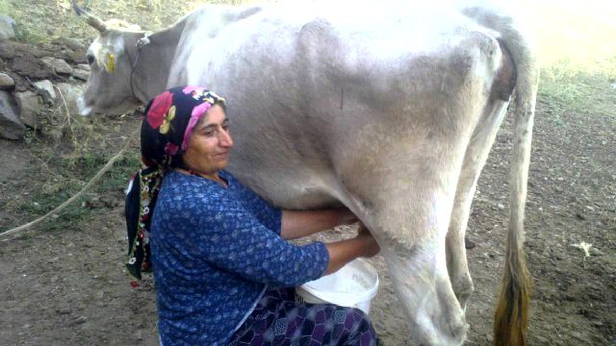 Toplanan İnek Sütü Miktarı Ağustosta Arttı