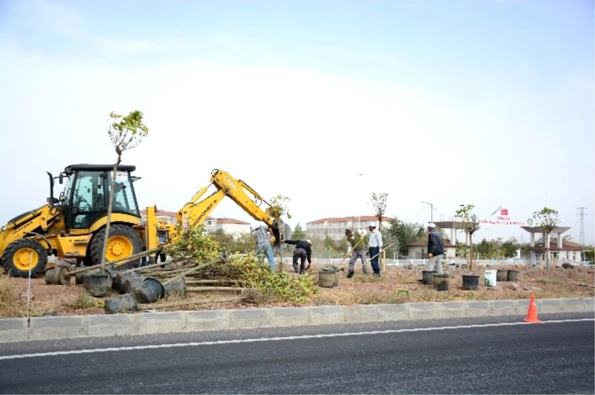 Aksaray-Konya Karayolu\'na 300 Adet Ağaç Dikiliyor